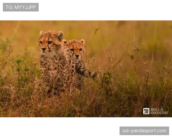 纪录片《节奏》上线,探究西班牙足球哲学中关于控制与转换的百年历史 纪录片《节奏》上线,探究西班牙足球哲学中关于控制与转换的百年历史